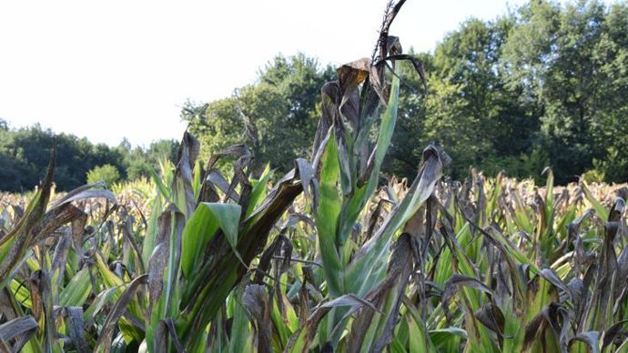 Les stress thermiques subis par les maïs cette année, comme ici en Sarthe, suivis parfois de petites pluies tombées sur les feuilles sèches juste avant l’ensilage, imposent des contrôles via des analyses, car ces conditions augmentent fortement le risque mycotoxines. © Y. Boloh